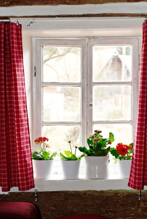Catro plantas en testos brancas nunha fiestra con cortinas vermellas.