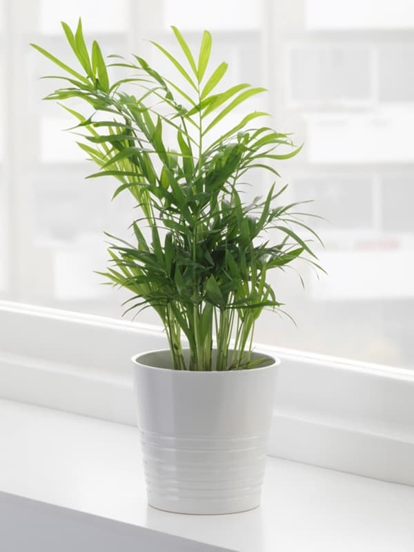 CHAMAEDOREA ELEGANS