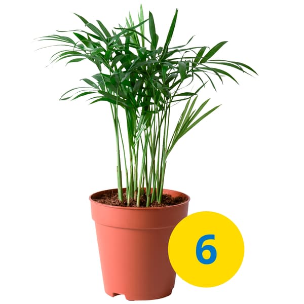 CHAMAEDOREA ELEGANS  potted plant.