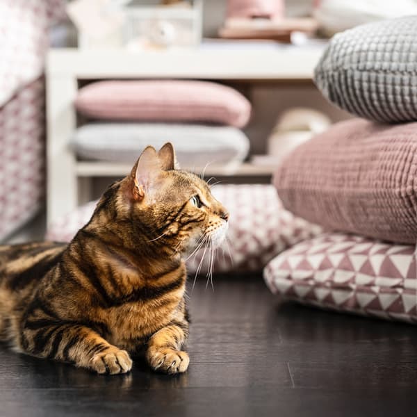 Chat allongé sur le sol à côté d'une pile de coussins pour chat/chien