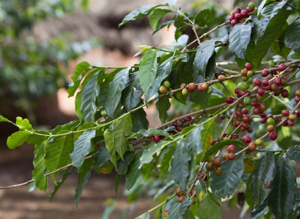 Chicchi rossi di caffè su rami pieni di foglie - IKEA