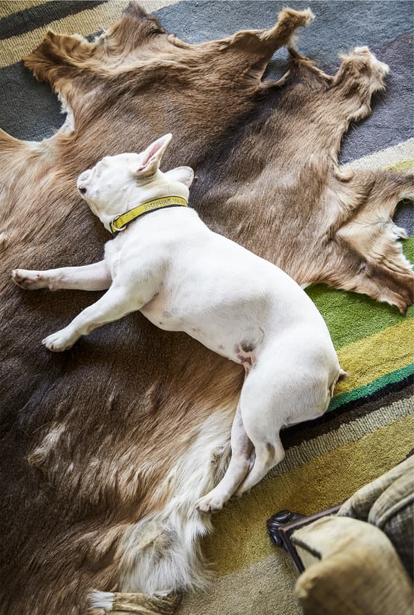 Chien couché sur des tapis superposés.