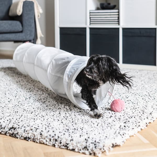 Chiens sortant d'un tunnel de jeu, posé sur le tapis dans salon, au bout duquel est attaché une balle en peluche rose