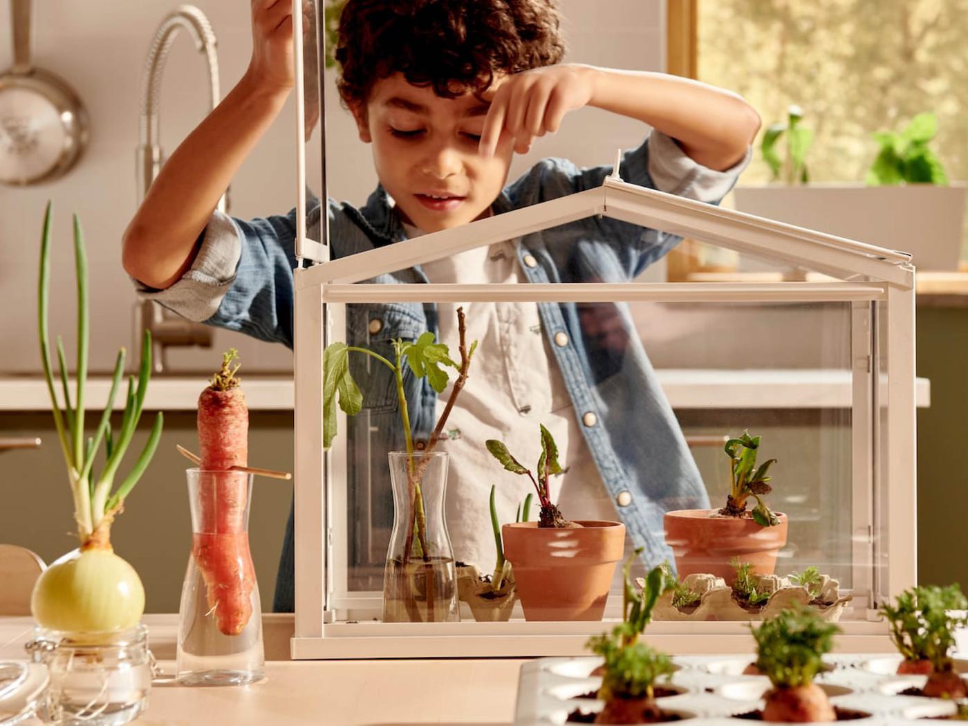 Chlapec sa pozerá na mladé rastlinky v skleníku SOCKER. Na stole vedľa je vo vode alebo v zemine rozličná zelenina.