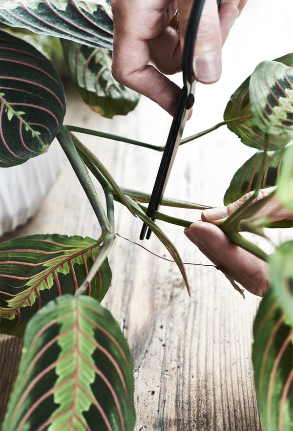 Ciseaux en train de couper une tige de plante.