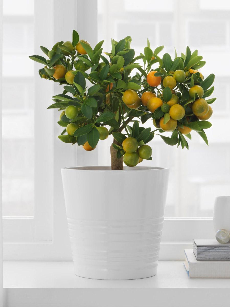 Citrus