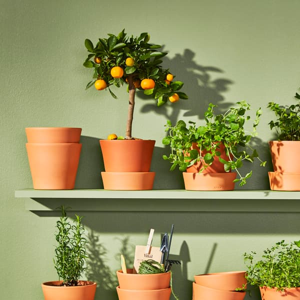 Citrus plant sits on a shelf with other plants in terracotta pots