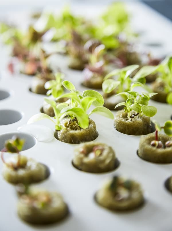 Close up image of growing plants in hydroponic system. 