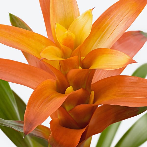 Close up of a Bromeliad flower