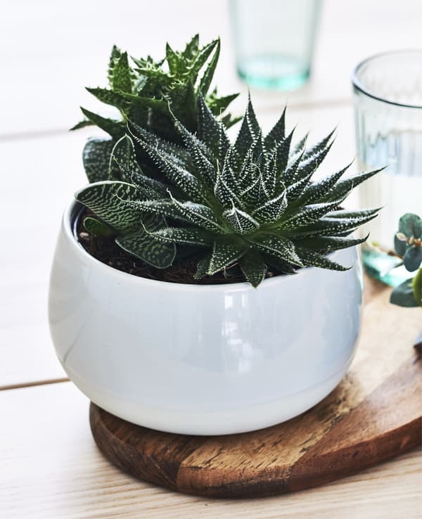 Close-up of a dark green potted succulent plant in a white pot.