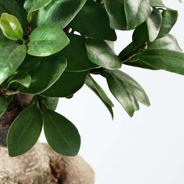 Close up of a ficus bonsai leaves