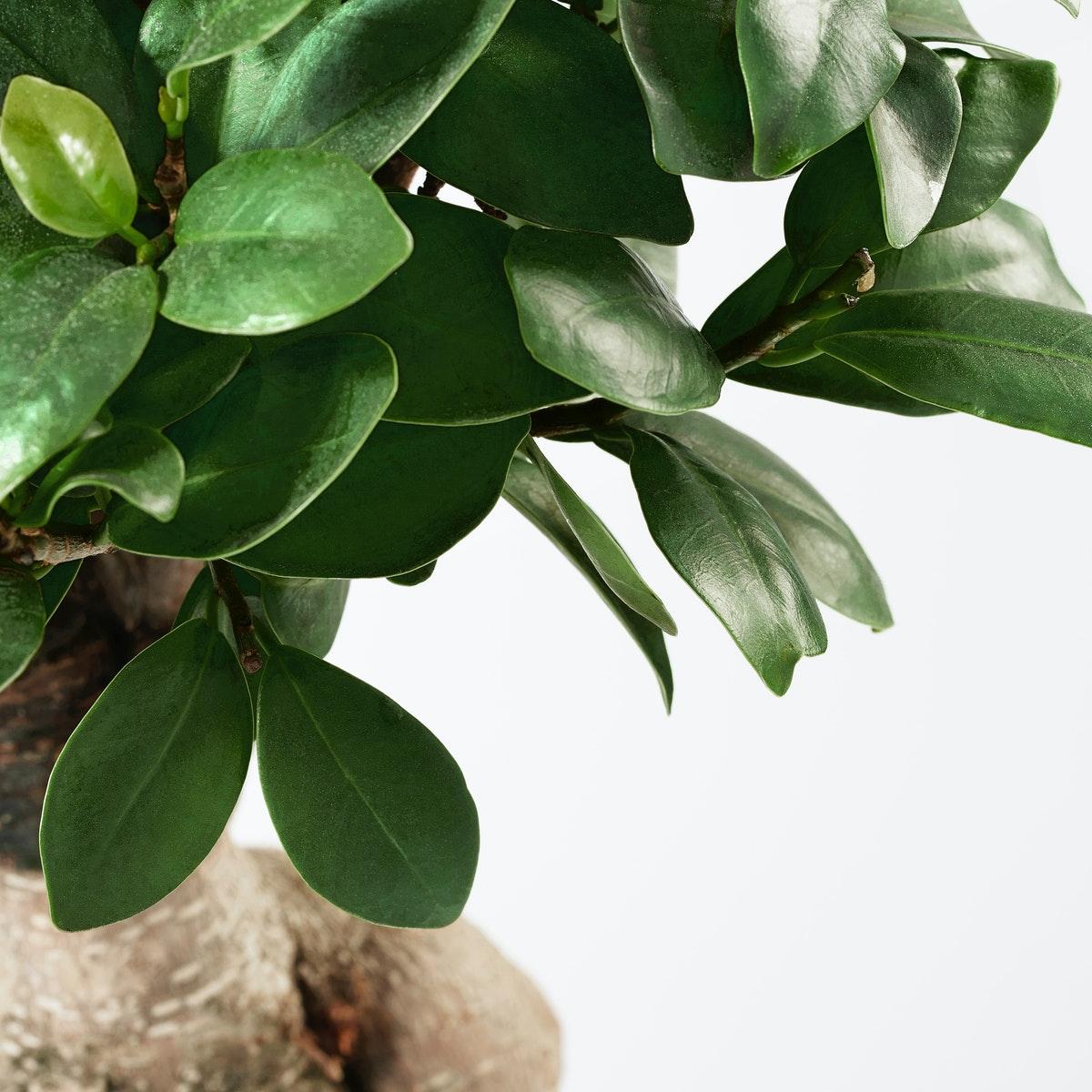 56+ Künstlicher Bonsai Ikea, Verkaufe meinen bonsai baum, den ich