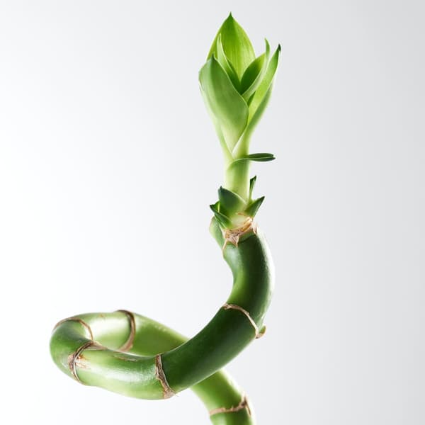 close up of a lucky bamboo sprout