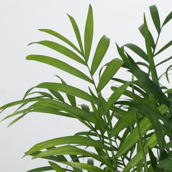 close up of a parlour palm
