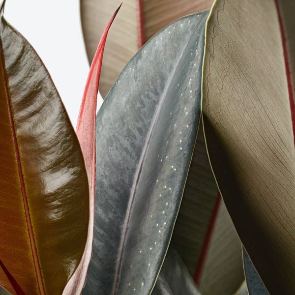 Close up of a rubber plants leaves, these should be cleaned reguarly