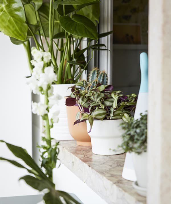 Close-up of a shelf with several potted plants.