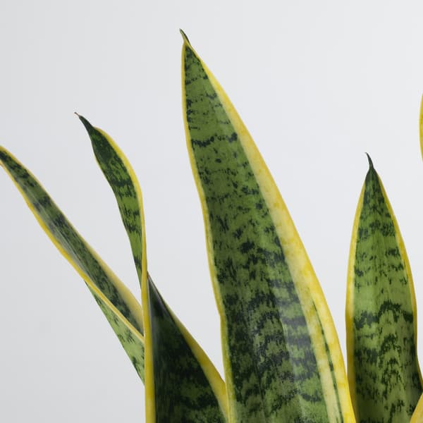 Close up of a snake plant