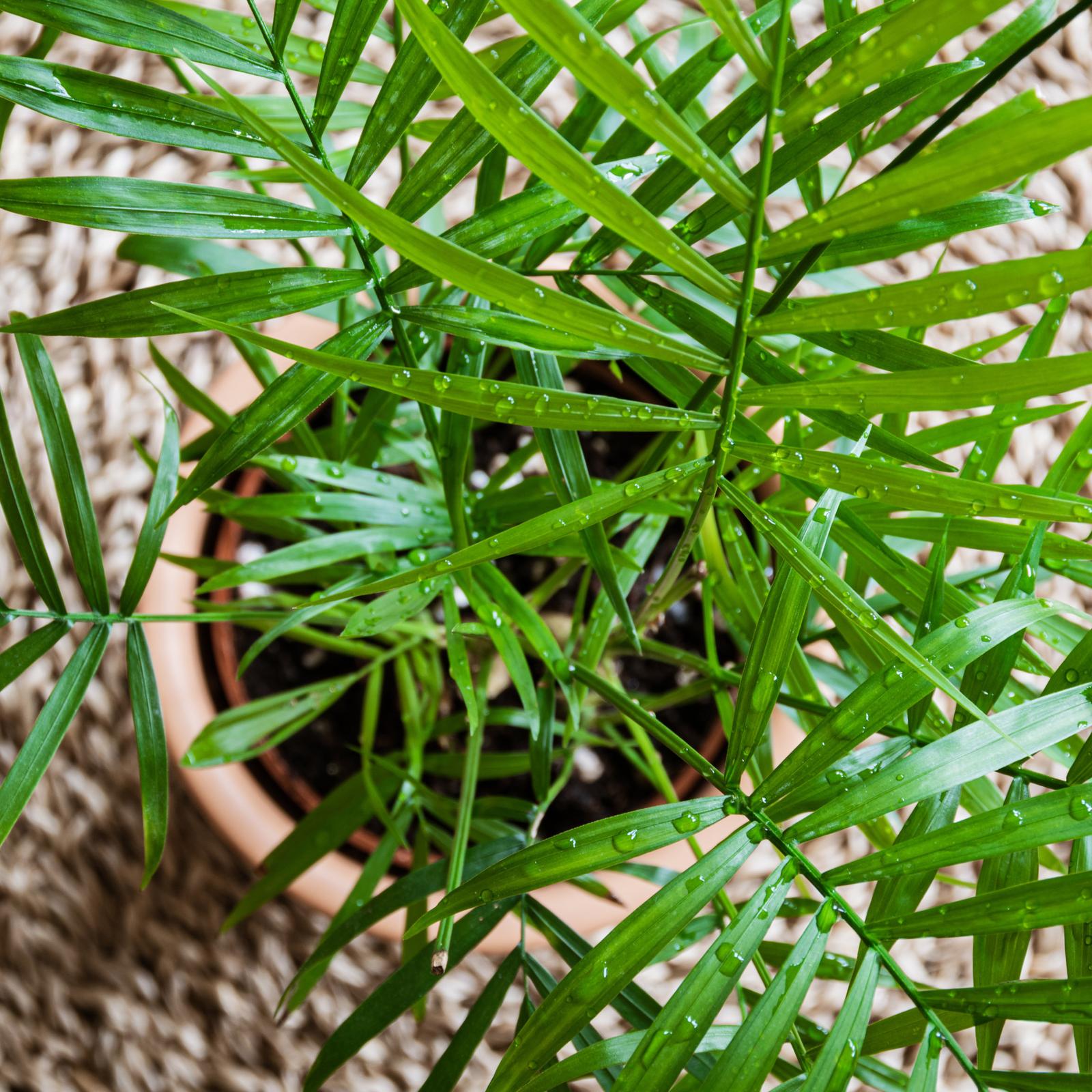 How to care for your Parlour palm IKEA