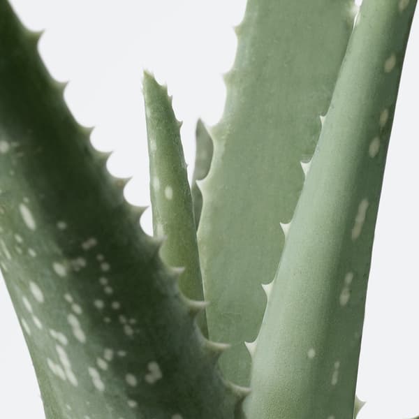 Close up of Aloe vera