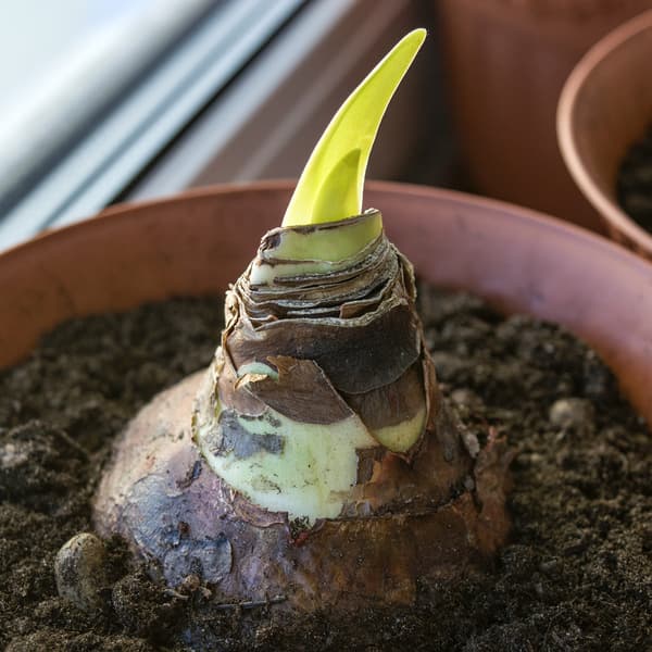Close up of an Amaryllis bulb about to sprout