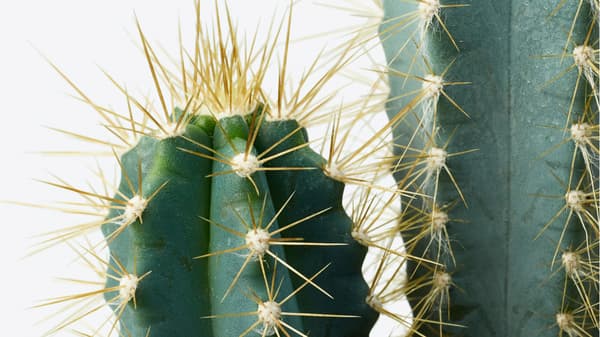 Close up of cactus with spines