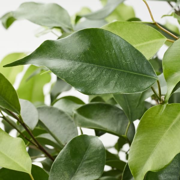 Close up of Ficus Benjamin leaves