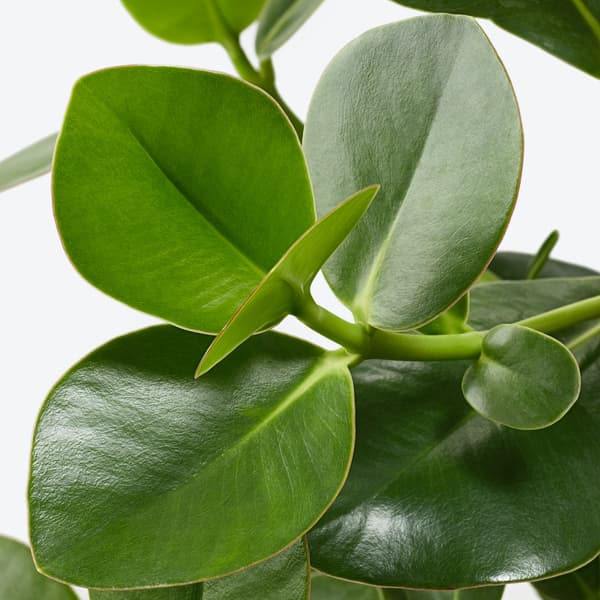 Close up of the CLUSIA leaves