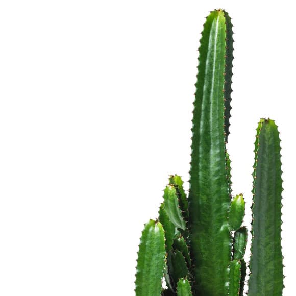 Close up of the EUPHORBIA ACRURENSIS, Desert candle
