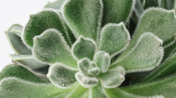 Close up of the leaves on a succulent