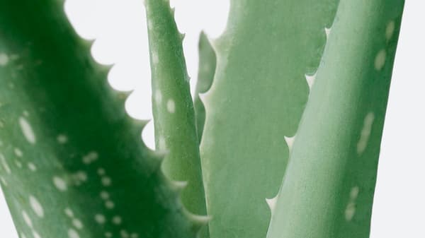 Close up of the leaves on an Aloe vera plant