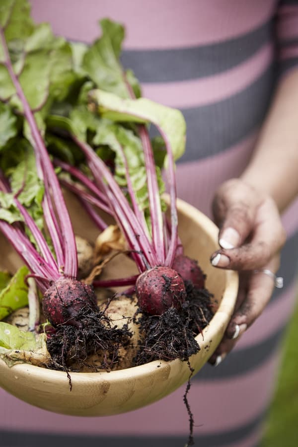 Close-up photograph of beetroots in a bowl. 