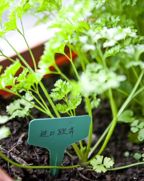 Closeup of a garden sign in the soil of an herb plant growing on a city apartment balcony.