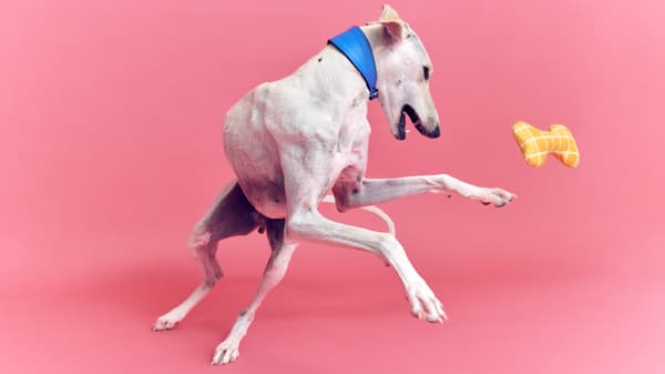 Cloud, 2 year old Lurcher, playing with UTSÅDD soft toy in yellow