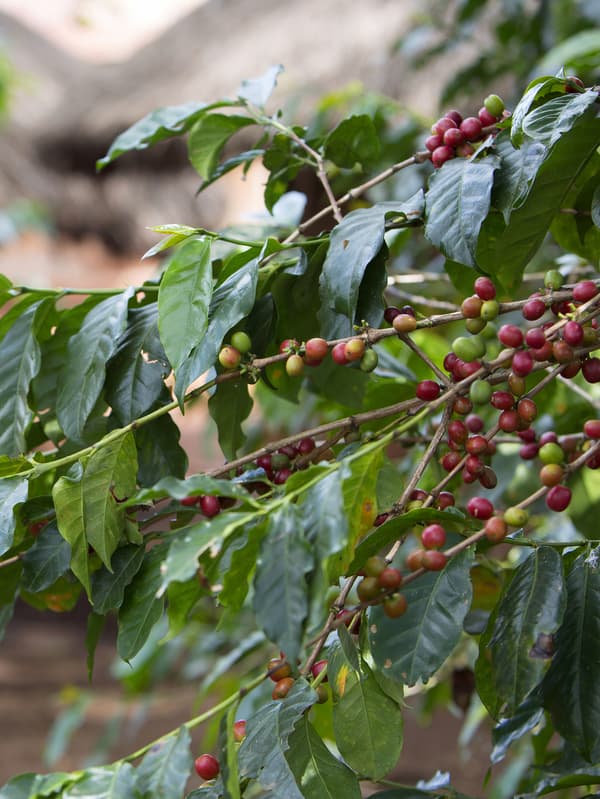 Clusters of red and green coffee beans growing on branches with lots of green leaves along them.