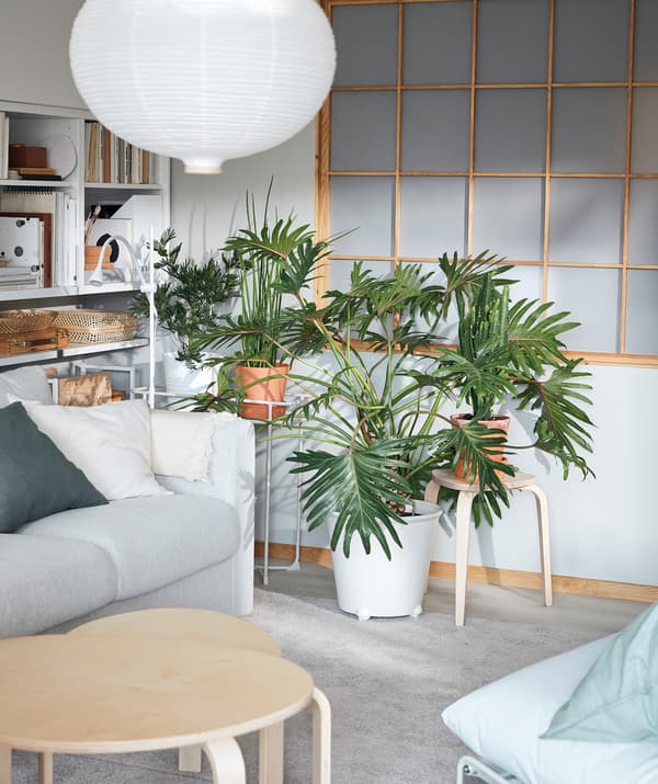 Coin d’une salle de séjour avec plusieurs plantes. Une grande plante MONSTRERA se trouve dans un cache-pot sur roulettes IKEA PS FEJÖ.