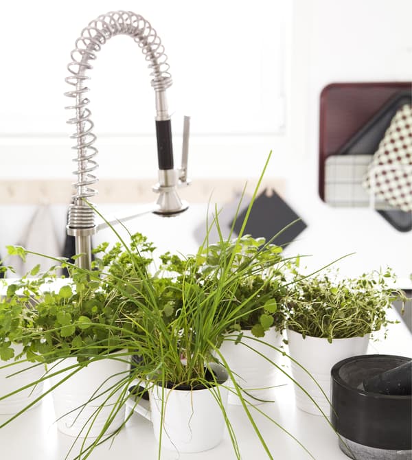 Coin évier avec herbes aromatiques en pots dans la cuisine.