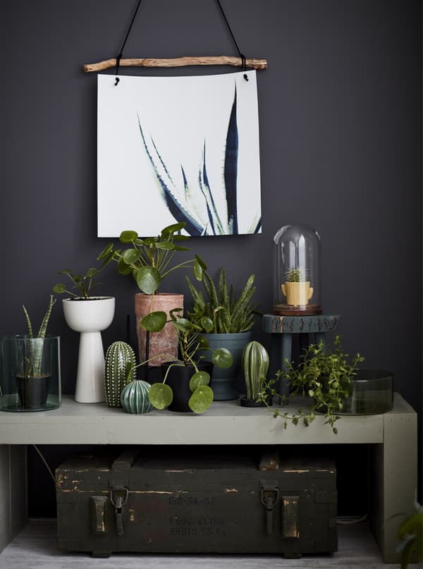 Collection de plantes sur une table d’appoint devant un mur foncé.