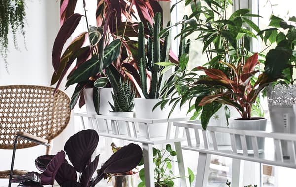 Colourful plants on plant stands in front of a window and a wicker chair.