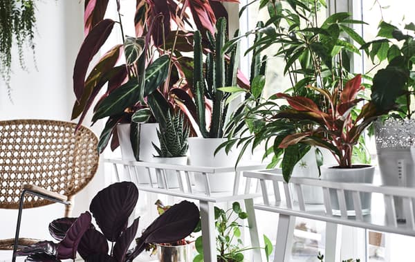 Colourful plants on plant stands in front of a window and a wicker chair.