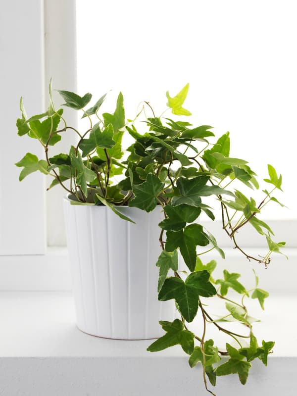 Common Ivy plant
