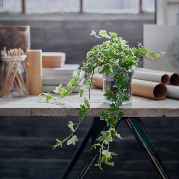 Common Ivy sat on a work bench in glass jar