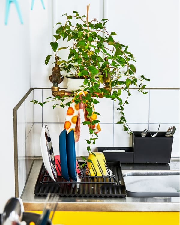 Comptoir d’une petite cuisine, égouttoir à vaisselle et une plante au feuillage abondant dissimulant les tuyaux.