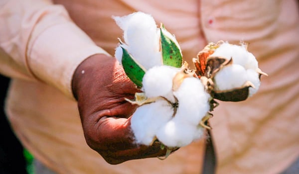 Cotone accuratamente coltivato