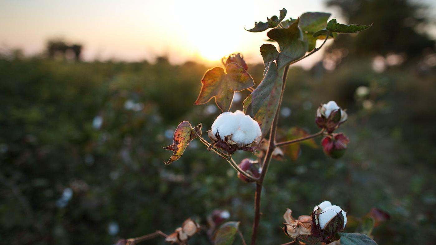 Reasons to choose IKEA cotton