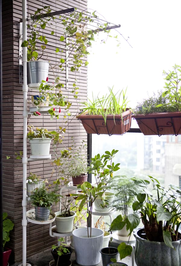 Create a living wall