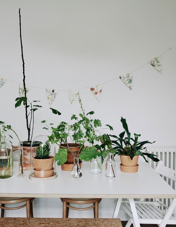 Crée une collection de plantes vertes.