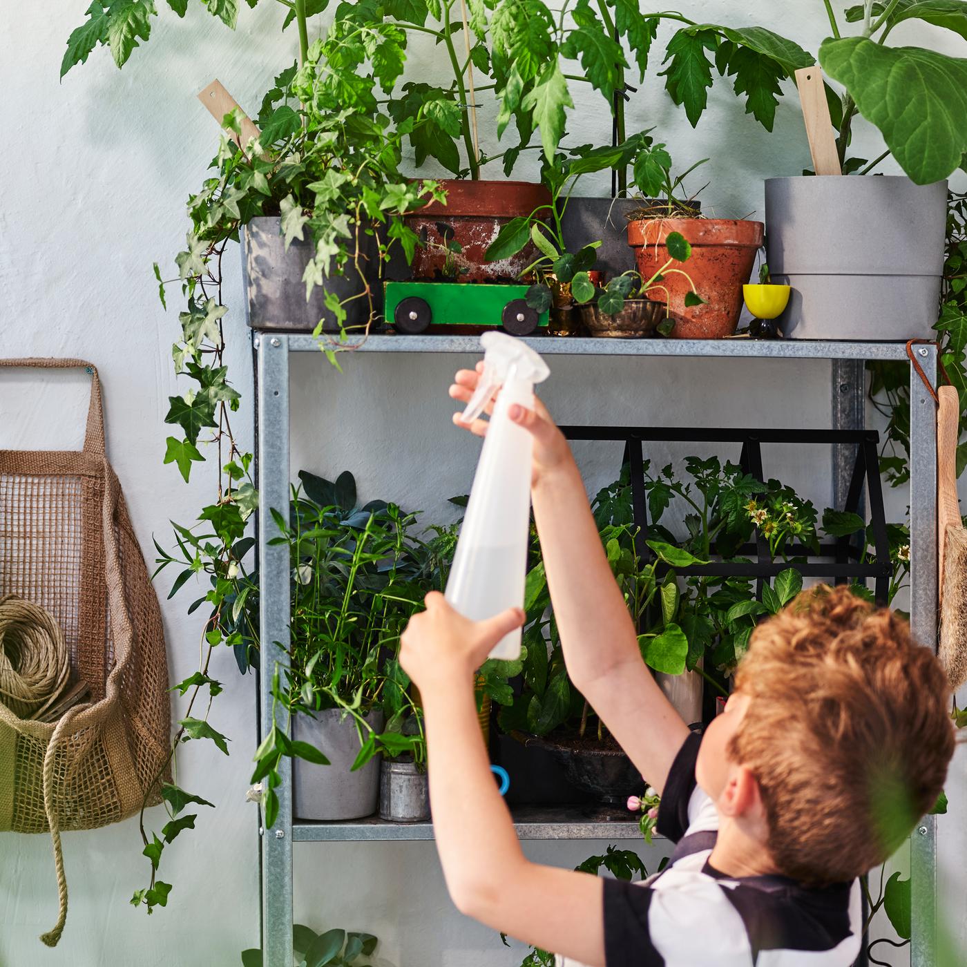 Criança segura num pulverizador pronto para pulverizar plantas que estão numa estante de metal com vários níveis.