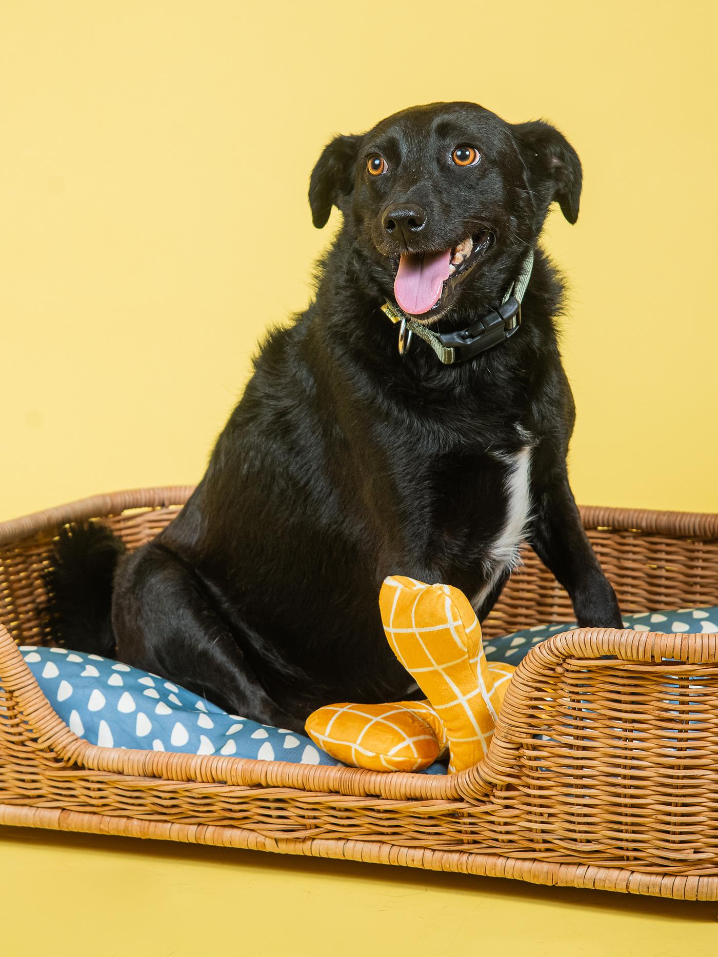 Crni pas sedi u pletenom krevetu za pse sa plavim jastukom, ispred njega su dve žute plišane igračke u obliku kostiju, na žutoj pozadini.