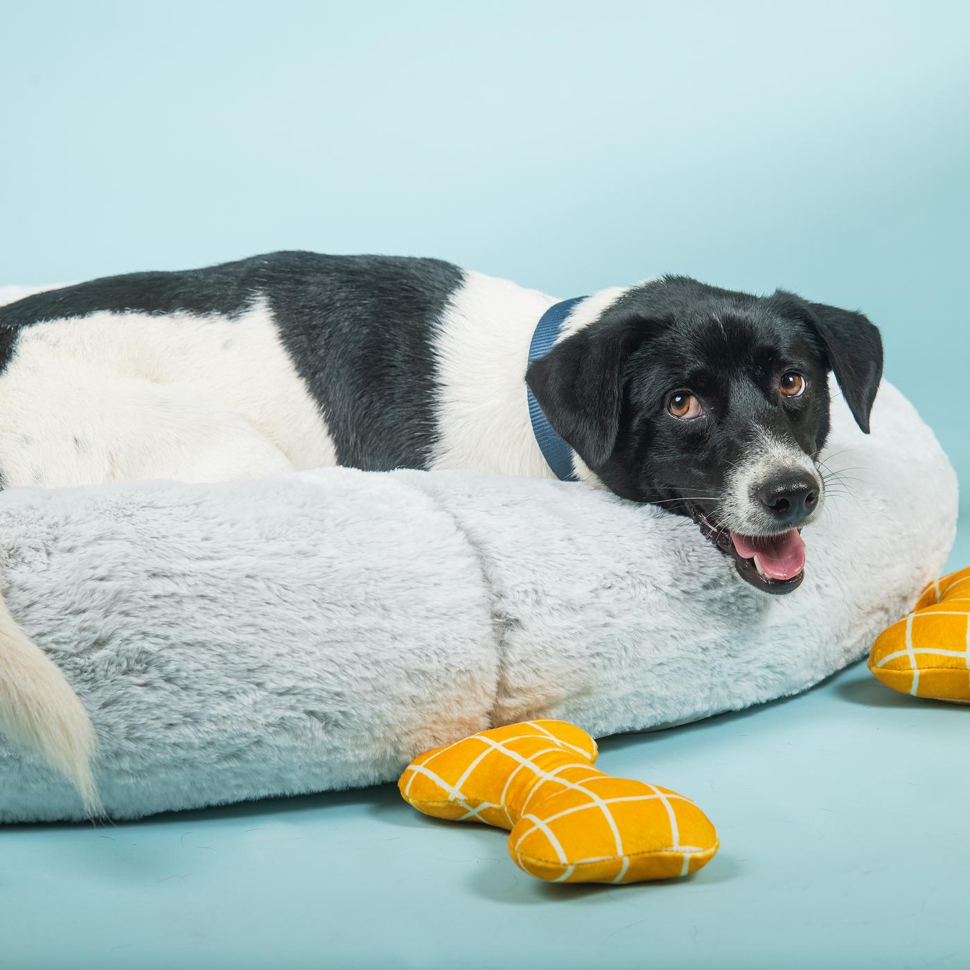 Crno-beli pas leži na sivom okruglom krevetu za pse, pored žutih plišanih igračaka u obliku kostiju, na plavoj pozadini.