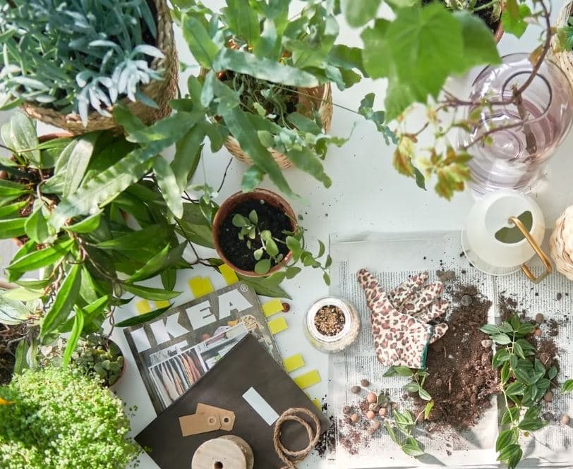 Cultivar plantas dentro de casa é mais fácil